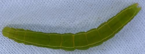 Scoliopteryx libatrix